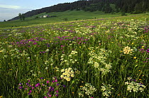 Subalpine meadowland with flowers, Les Rousses, Jura NP, France