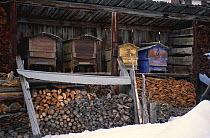 Beehives under cover above woodpile in winter, Queyras regional nature park, Alps, France