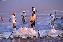 Harvesting salt from saltpans, Camargue, France