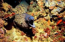 Moray eel {Muraena helena} Mediterranean
