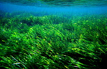 Neptune grass waving in underwater currents {Posidonia oceanica} Mediterranean
