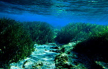 Neptune grass on seabed {Posidonia oceanica} Tabarca Is Spain Mediterranean