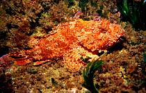 Scorpionfish {Scorpaena scrofa} Mediterranean