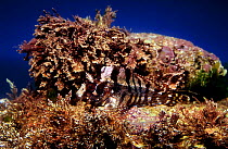 Tompot blenny camouflaged on seabed {Blennius gattorugine} Mediterranean