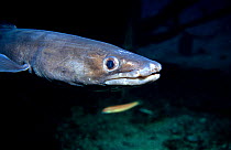 Conger eel portrait {Conger conger} Mediterranean
