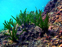 Neptune grass growing on seabed {Posidonia oceanica} Mediterranean