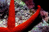 Close up of limbs of Red seastar {Echinaster sepositus} Mediterranean