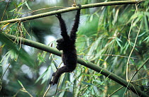 Juvenile White browed / hoolock gibbon hanging from branch Panbari FR Assam India