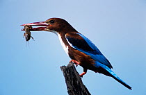 White breasted kingfisher (Halcyon smyrnensis) with Mole cricket prey, Israel