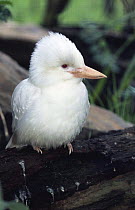 Albino Laughing kookaburra (Dacelo novaeguineae) C