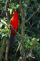 King parrot male (Alisterus scapularis) Australia