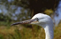 Little egret {Egretta garzetta}, close-up of head, UK
