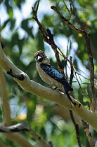 Blue winged kookaburra singing (Dacelo leachii) Australia