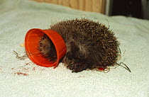 Injured Hedgehog with head caught in food container {Erinaceus europaeus} UK