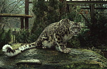 Snow leopard in zoo {Panthera uncia} captive, UK