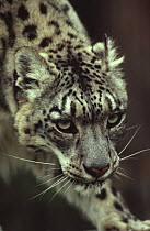 Snow leopard portrait {Panthera uncia} captive