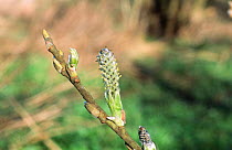 Holme willow bud with female catkin {Salix x calodendron} triple hybrid, UK