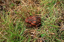 Common european toad {Bufo bufo} juvenile with red colour aberration, UK