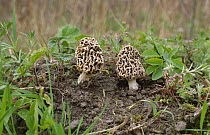 Common morel fungus {Morchella vulgaris} UK