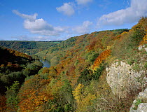 Wooded gorge of River Wye valley, Gloucestershire, UK. Upper Wye Gorge SSSI