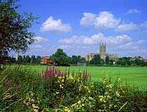 Worcester cathedral, meadow and drainage ditch with wild flowers, England Purple