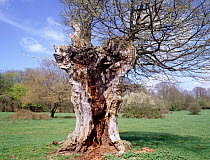 Pollard Hornbeam tree {Carpinus betulus} with live, dead and decaying wood, Hatfield Forest,
