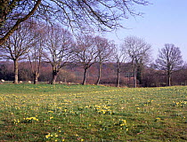 Wild daffodils {Narcissus pseudonarcissus} + Pedunculate oaks, England