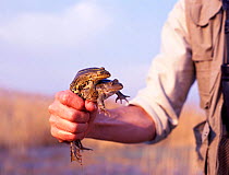 Pair of European edible frogs held in hand {Rana esculenta} Hungary