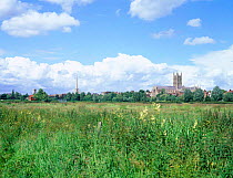 Worcester cathedral, meadow and ditch with Meadowsweet and Reed canary grass, England
