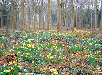 Wild daffodils flowering {Narcissus pseudonarcissus} in woodland, Gloucestershire