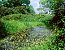 Pond habitat of Great crested newts. Yellow iris and Floating sweet grass.