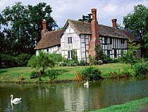 Swan on moat of Lower Brockhampton manor house, Herefordshire, UK
