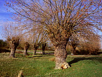 Pollarded Black poplar tree {Populus nigra betulifolia} with catkins, Worcs, England