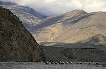 Mules in riverbed of Kali Gandanki between Jomosom & Eklebathi. Lower Mustang Nepal November 2004