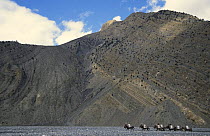 Mules in riverbed of Kali Gandanki between Jomosom & Eklebathi. Lower Mustang Nepal November 2004
