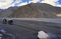 Chopkas (cross-bred yak with cow) cazrrying loads in riverbed of Kali Gandanki, Lower Mustang Nepal. Situated between November 2004
