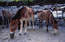 Domestic Mules of a transport caravan feeding at Kalopani village, Lower Mustang, Nepal. November 2004