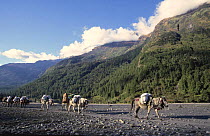 Mule caravan in Kali Gandanki riverbed north of Kalopani village, Lower Mustang, Nepal. November 2004