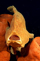 Giant frogfish with mouth open {Antennarius commerson} Lembeh, Sulawesi