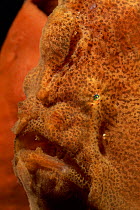 Giant frogfish portrait {Antennarius commerson} Lembeh, Sulawesi