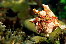 Warty frogfish {Antennarius maculatus} Lembeh, Sulawesi,