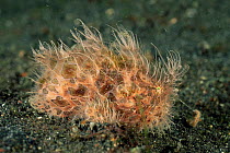 Striped / hairy frogfish with lure {Antennarius striatus} Lembeh, Sulawesi