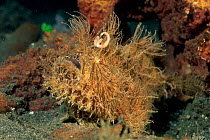 Striped / hairy frogfish with lure {Antennarius striatus} Lembeh, Sulawesi