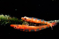 Whip coral dwarf gobies with eggs on coral {Bryaninops youngei} Sulawesi