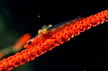 Whip coral dwarf goby with copepod parasites {Bryaninops youngei} Sulawesi