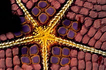 Close up of mouth of Pincushion starfish {Culcita sp} Lembeh, Sulawesi
