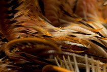 Crinoid clingfish {Discotrema crinophila} camouflaged in crinoid, Sulawesi