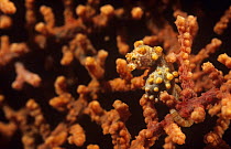 Pregnant male Pygmy seahorse (Hippocampus bargibanti) camouflaged in fan coral, Lembeh, Sulawesi, Indonesia