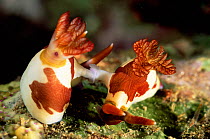 Nudibranchs mating {Nembrotha rutilans} Lembeh, Sulawesi