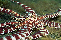 Mimic octopus on seabed {Octopus sp} Lembeh, Sulawesi